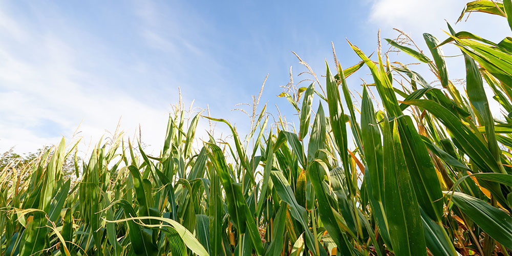 LG 30.271 - Standard